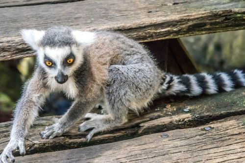 lemur eyes playful