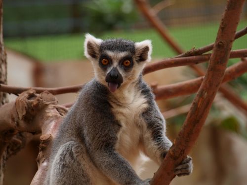lemur tongue out zoo