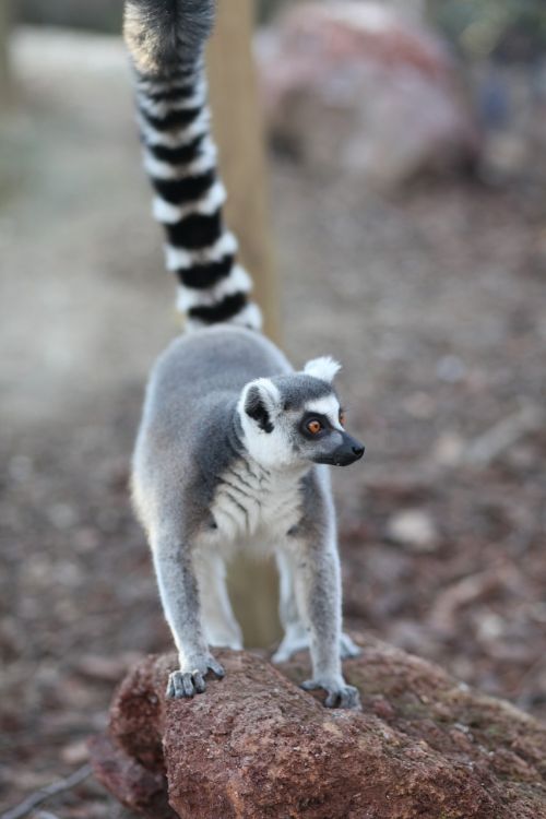 lemur animal animal world