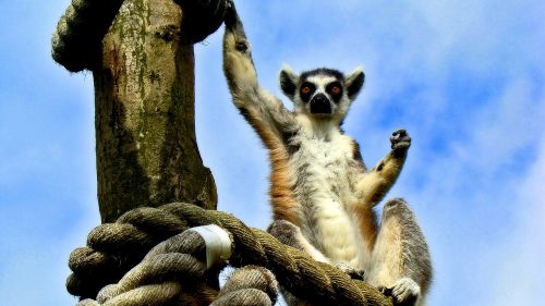 lemur animals wild