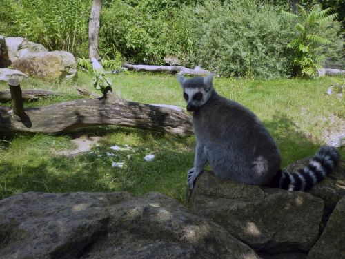 lemur zoo dresden summer