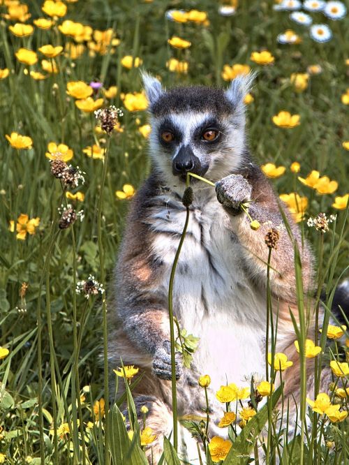 lemur majunga animal