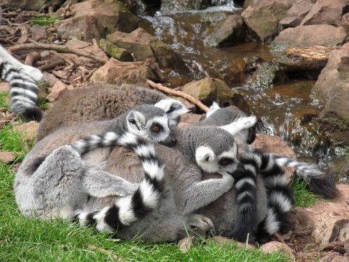 lemur cuddle cute