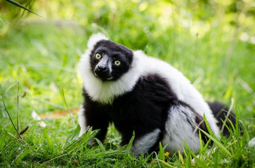 lemur black white