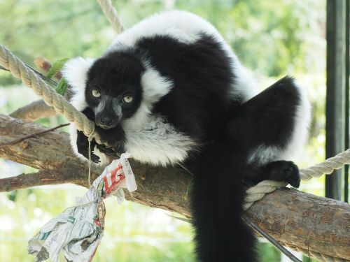 lemure animal black
