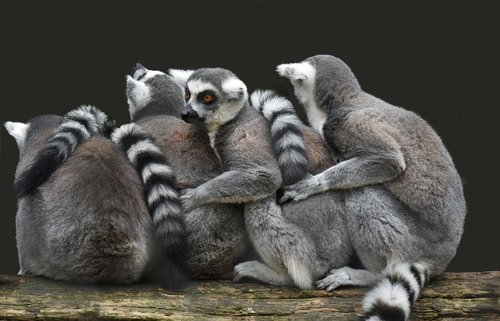 lemuriens  primates  madagascar