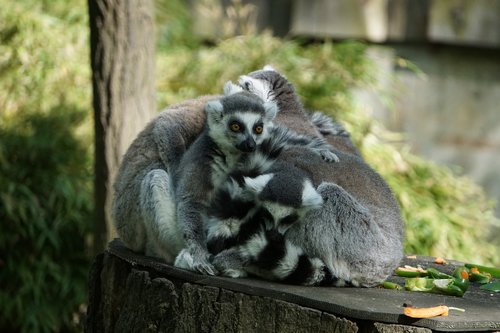 lemurs  animals  nature