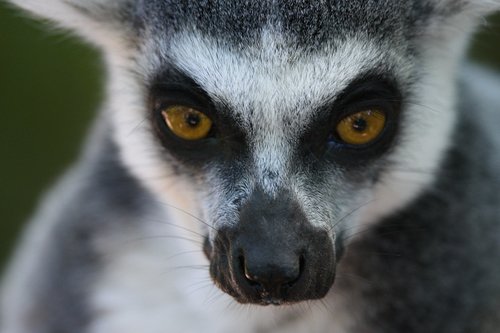 lemurs  apenheul  monkey
