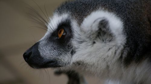 lemurs animal nature