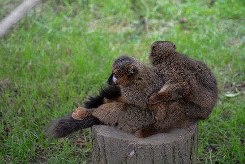 lemurs  hug  hugging