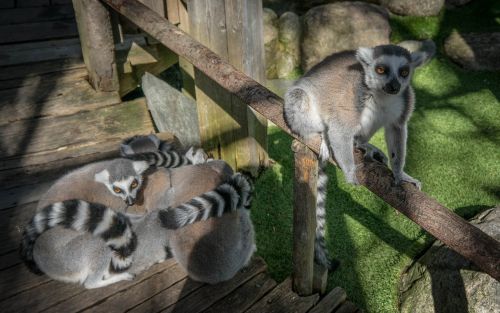 lemurs nature animal