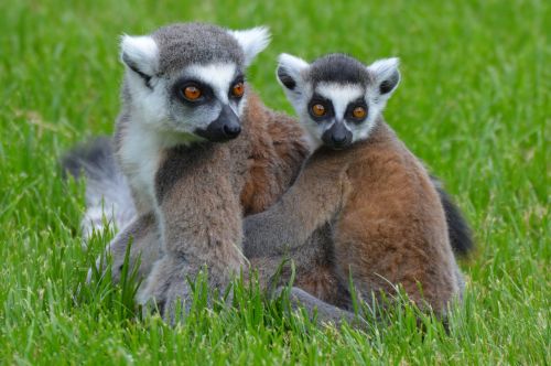 lemurs lemur animal
