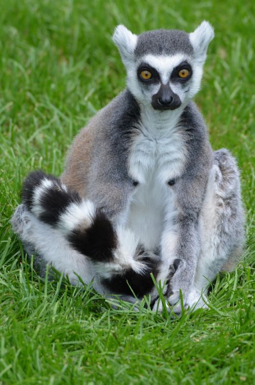 lemurs lemur animal