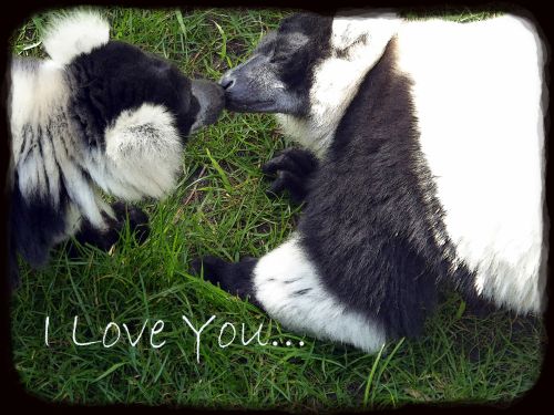 Lemurs In Love