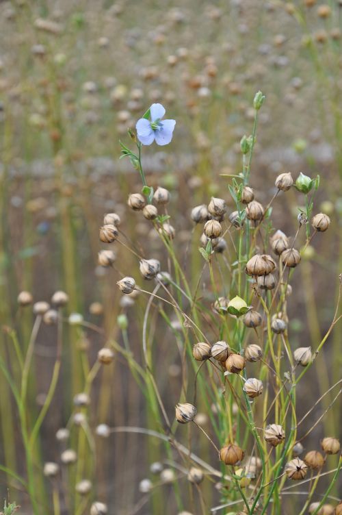 len flower plant