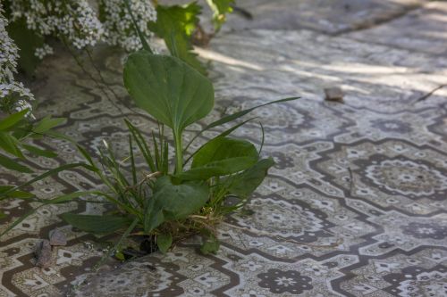 lenoleum grass zeleniny