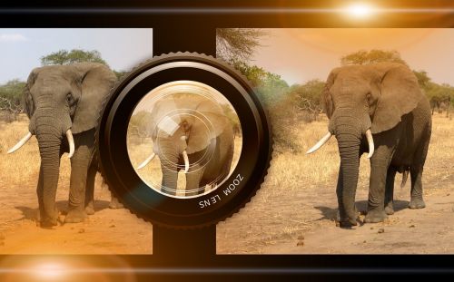 lens camera animals