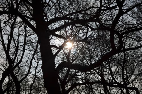 lens flare sun tree