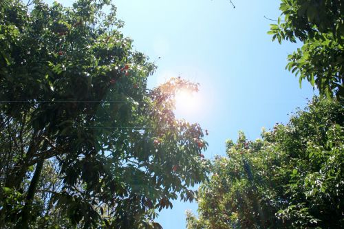 Lens Flare On Litchi Tree