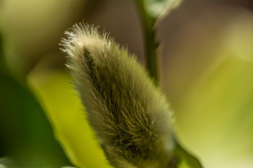 Spring Nature Flower