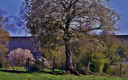 lentetafereel  idyll  cow