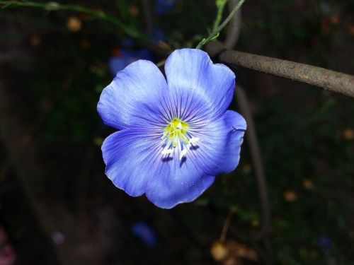 lenvirág flower blue