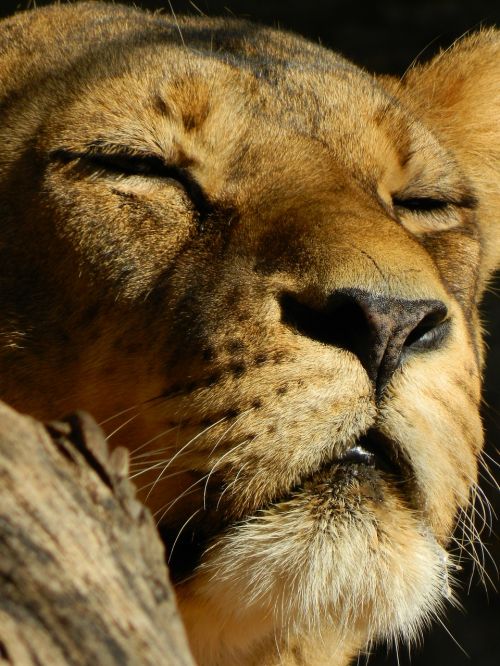 leo sleeping lioness beasts