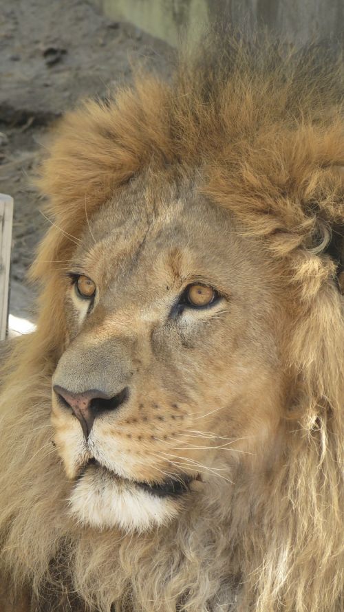 leon animal king