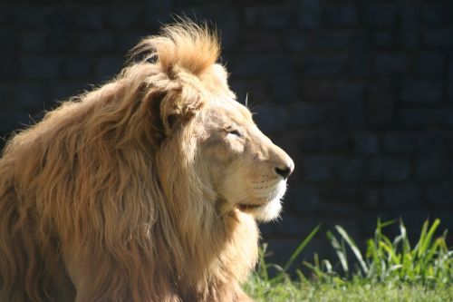 leon animal mane