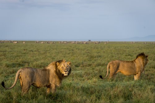 leon  lions  africa