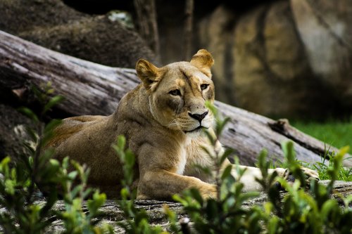 leon  zoo  wild