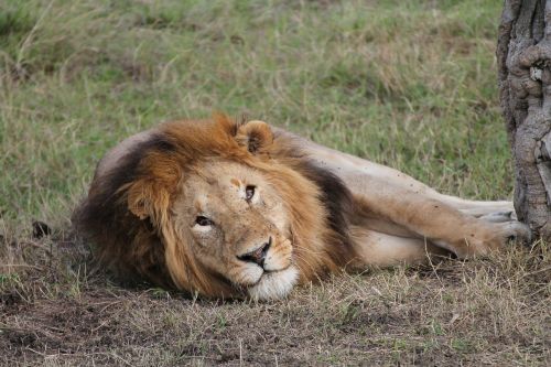 leon nature africa
