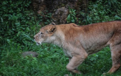 leon nature africa