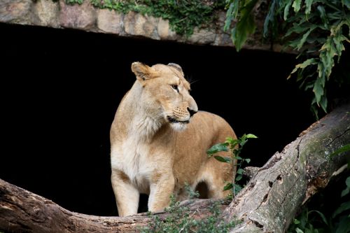 leone female animal