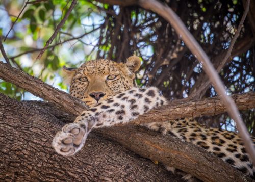 leopard tree female
