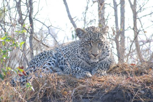 leopard africa animal