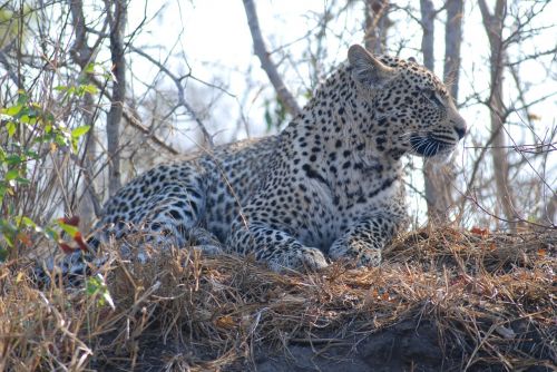 leopard cat wild