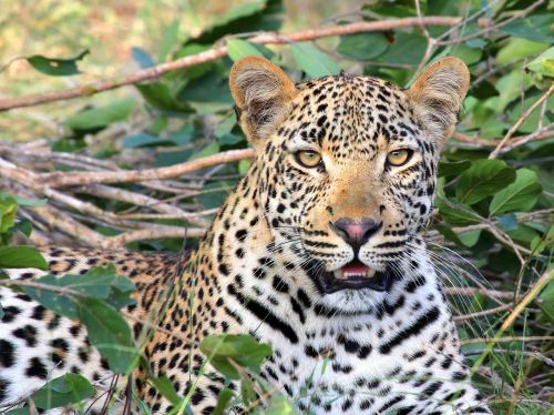 leopard leopard head wildlife