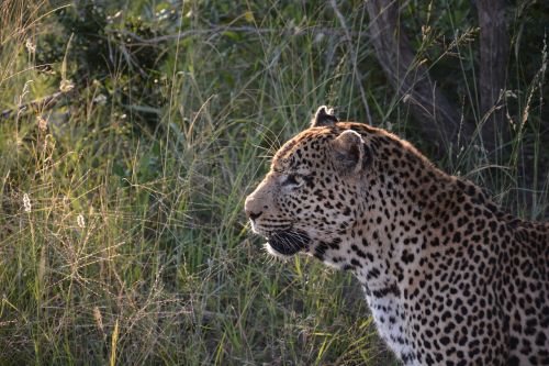 leopard abendstimmung cat