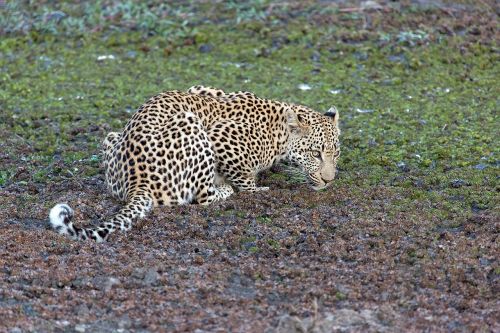 leopard animal predator