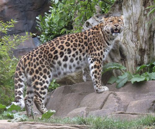 leopard cat wild