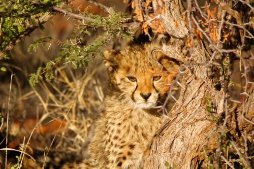 leopard spots cub