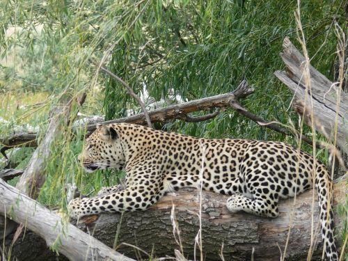 leopard big cat predator