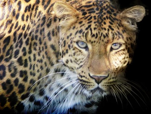 leopard predator eyes