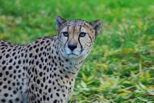 leopard cat animal