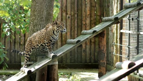 leopard cat pet