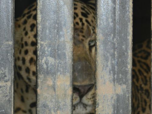 leopard caged animal