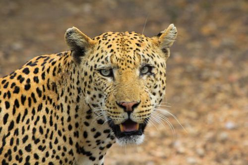 leopard animals cheetah