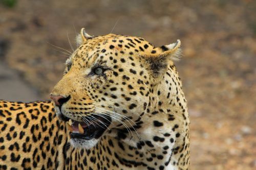 leopard south africa safari