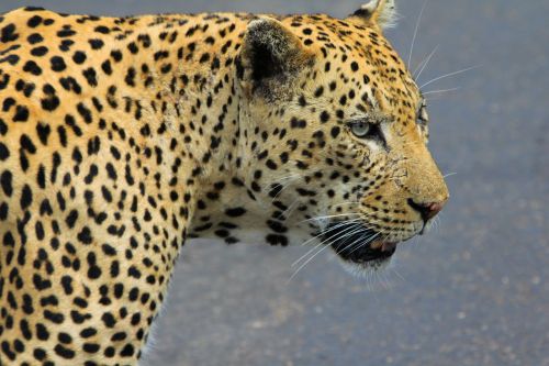 leopard south africa wild animals